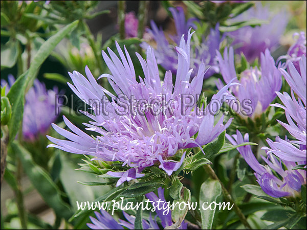 Stokes Aster (Stokesia laevis)